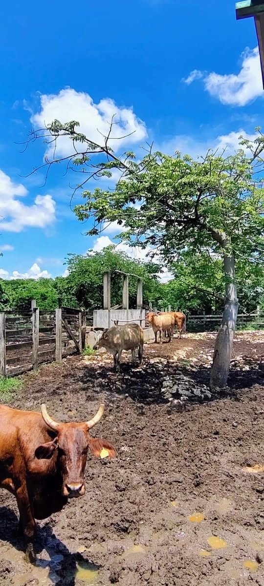 San Isidro — Yucatán rural landscape