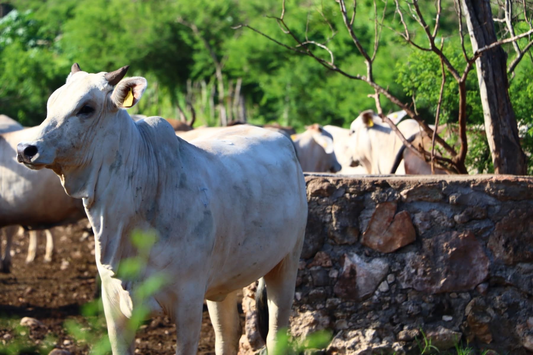Colonia Yucatán — galería 5